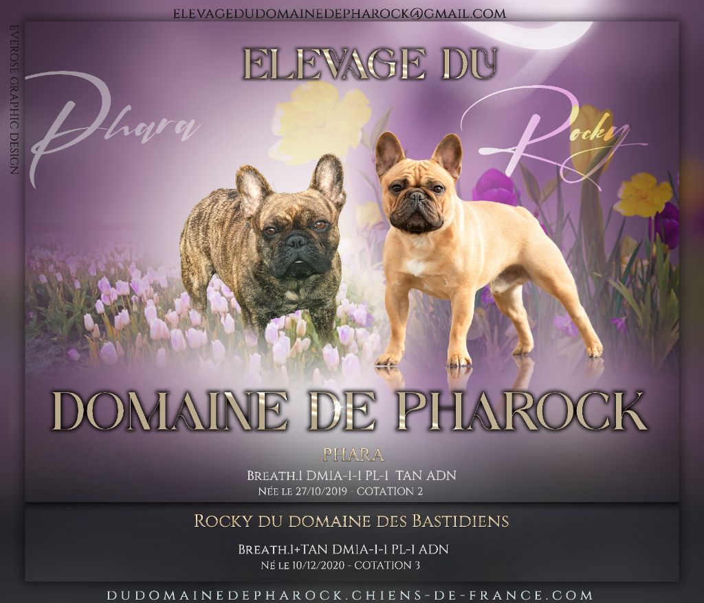 Du Domaine De Pharock - Mariage Phara&Rocky