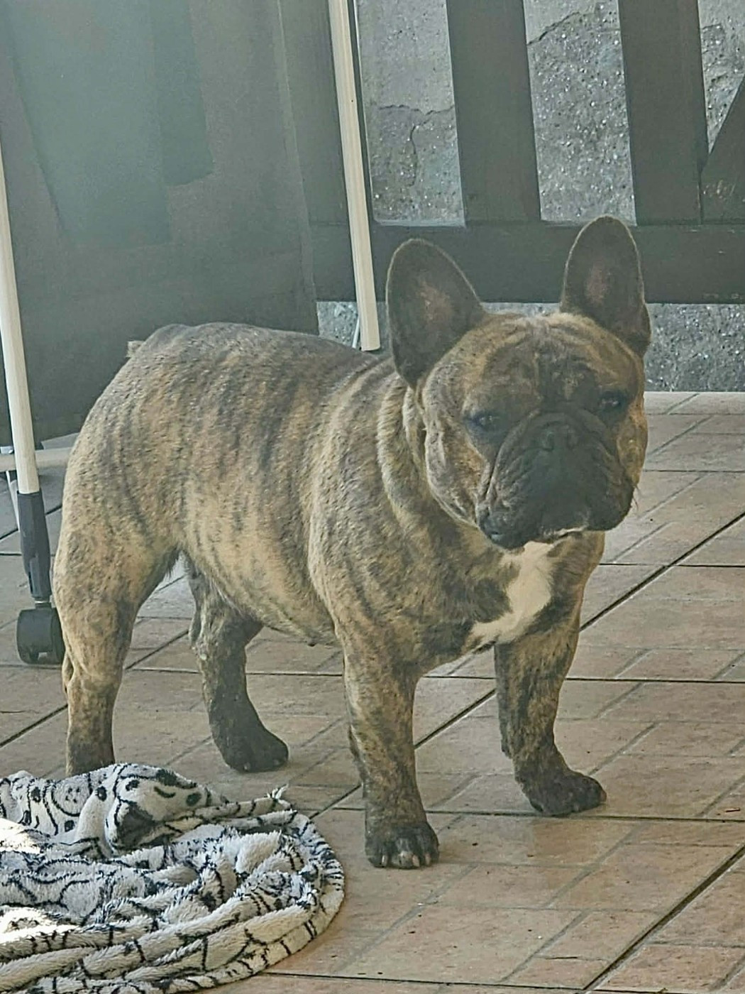 Unica Du Domaine De Pharock