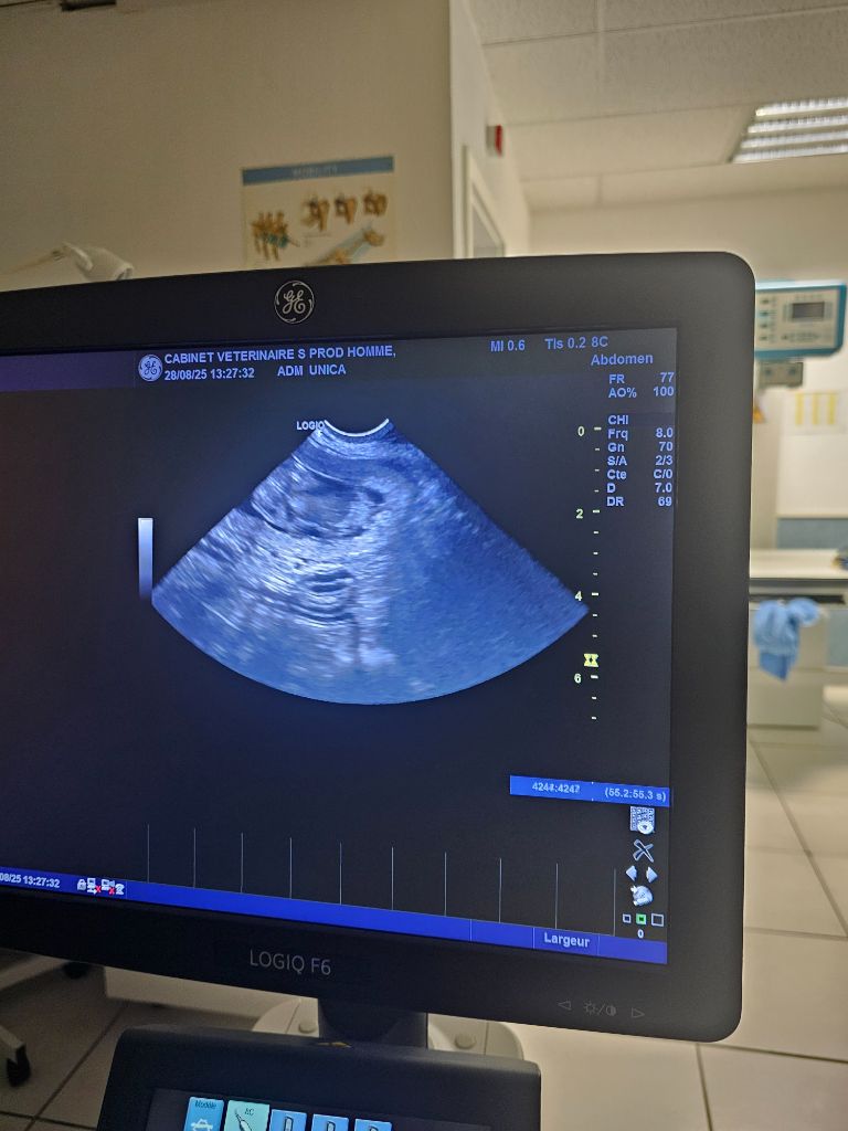 Gestation  Unica naissance prévue mi.septembre 