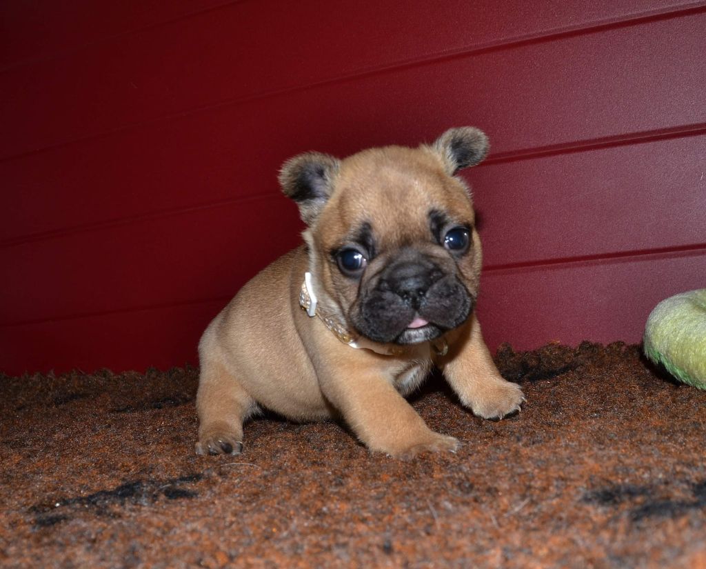 Rocky naissance a 2 mois