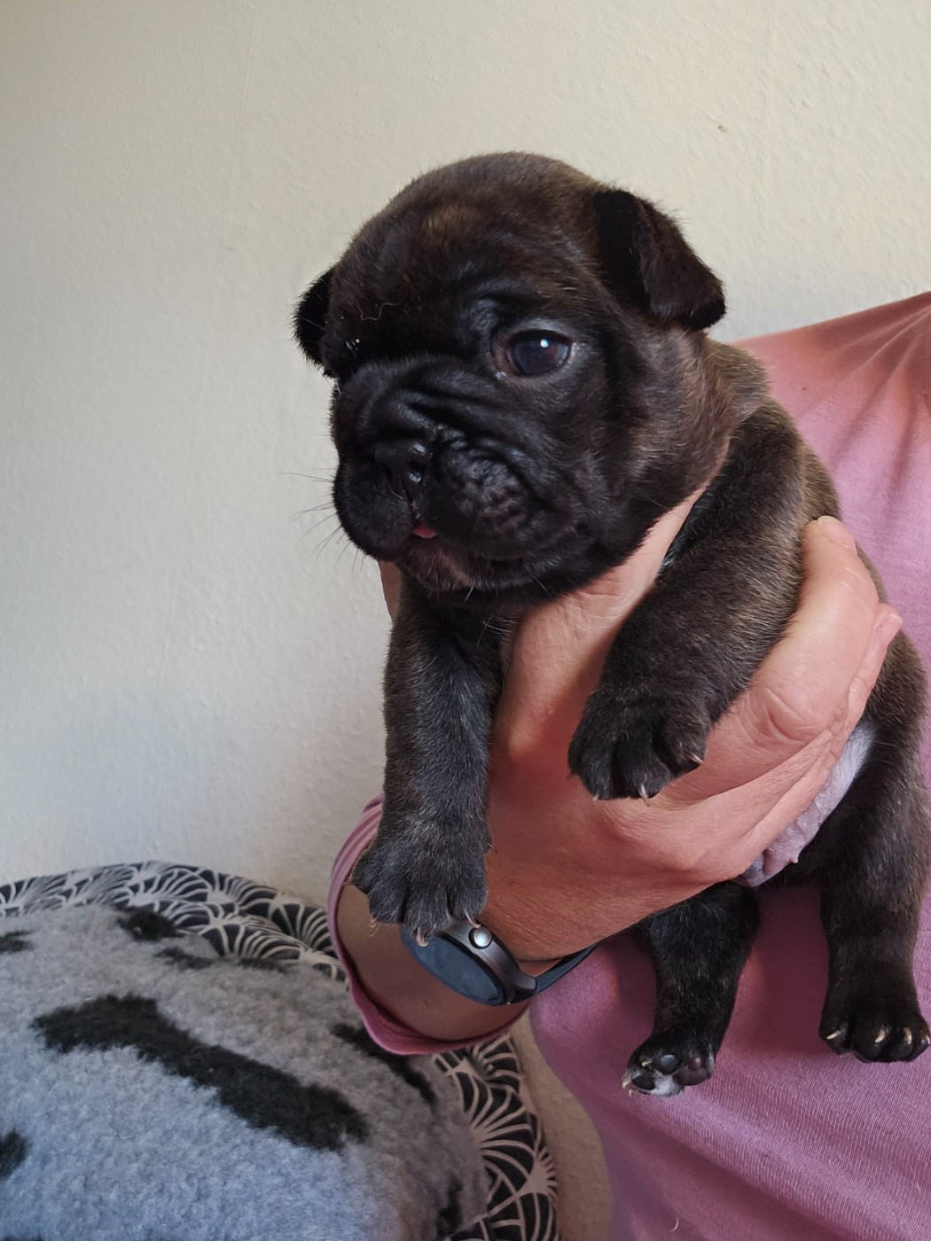 Du Domaine De Pharock - Chiots disponibles - Bouledogue français