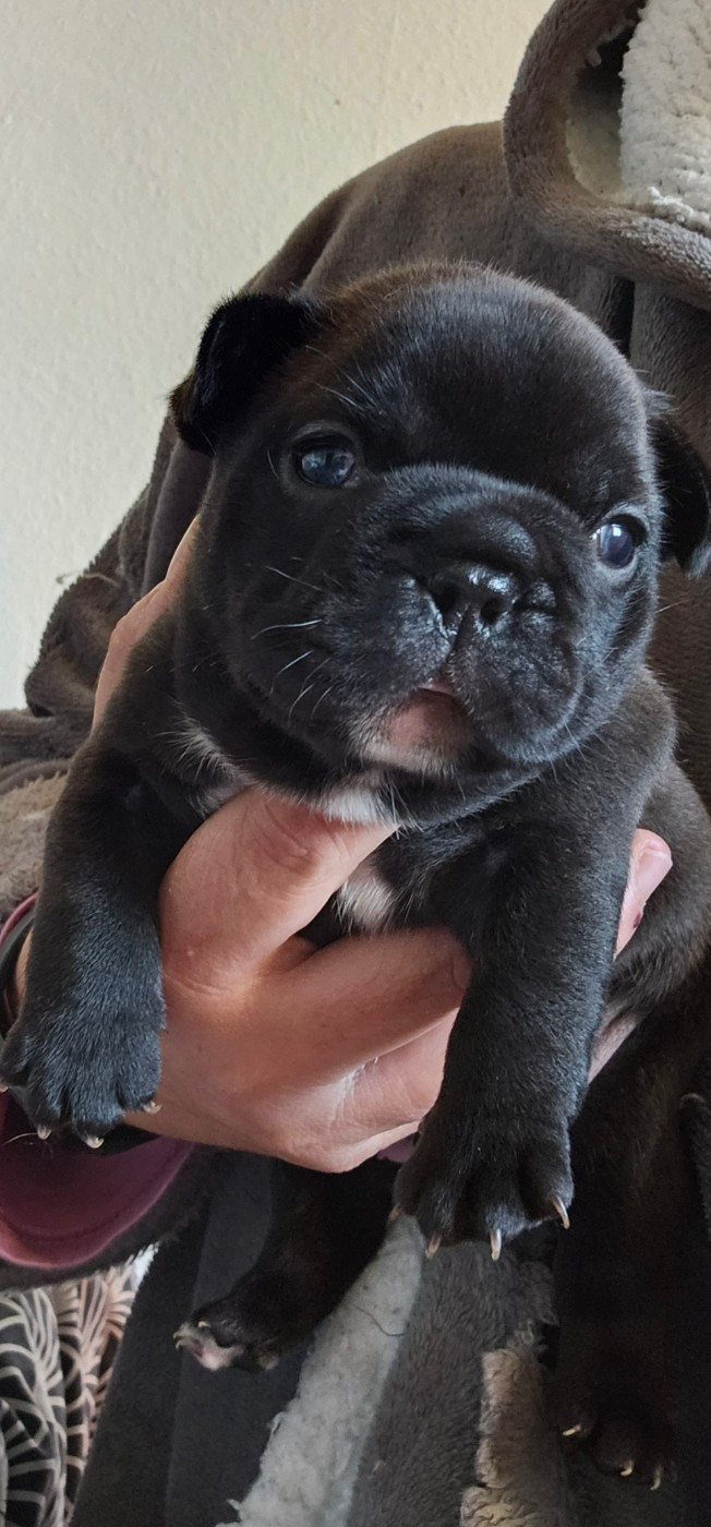 Du Domaine De Pharock - Chiots disponibles - Bouledogue français