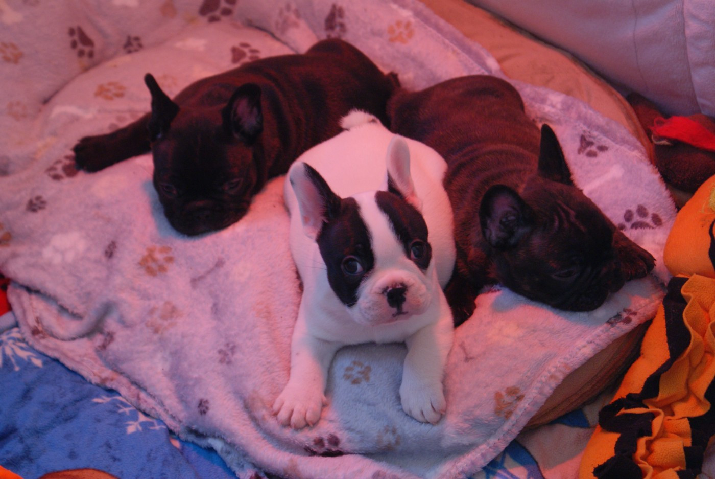 Chiot Bouledogue français Du Domaine De Pharock