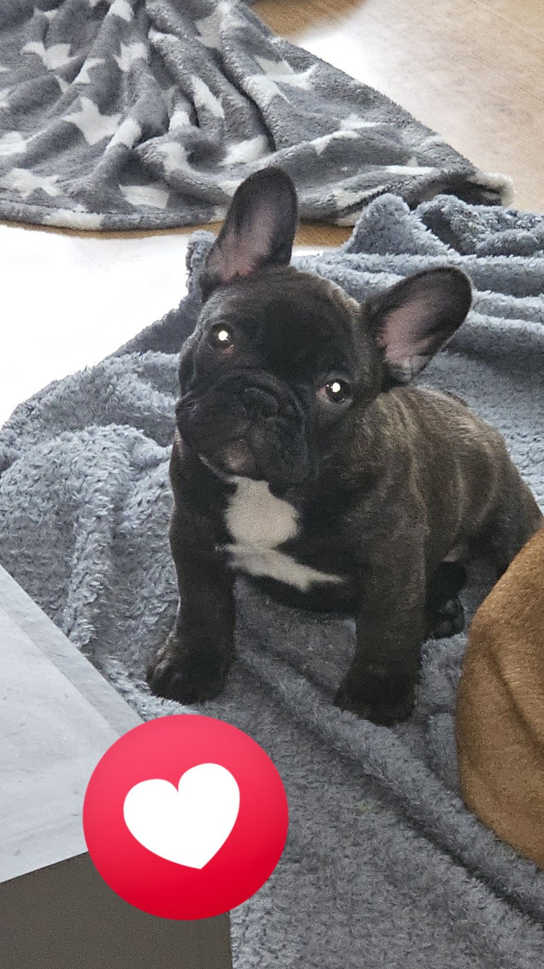 Du Domaine De Pharock - Chiots disponibles - Bouledogue français