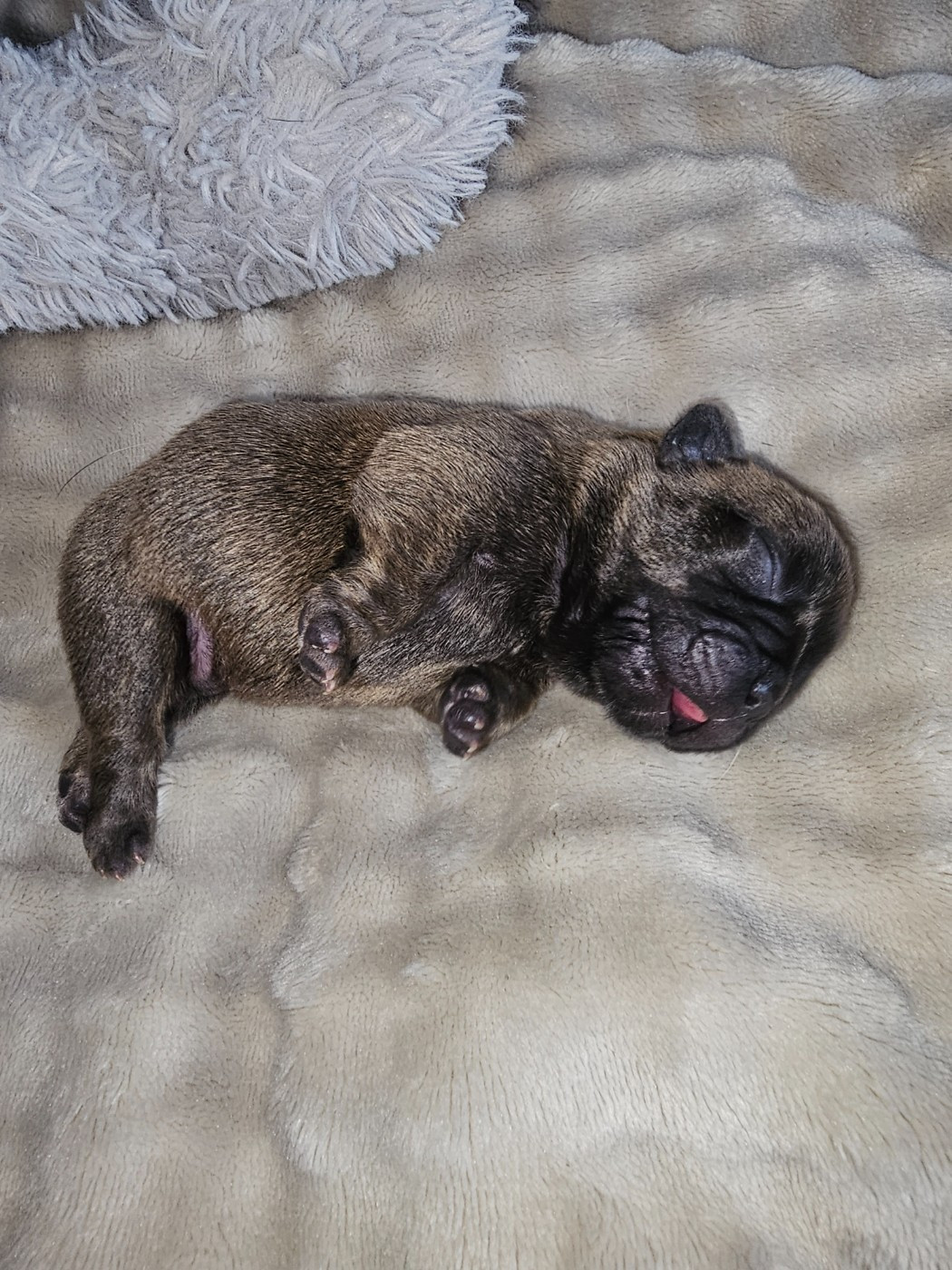 Du Domaine De Pharock - Chiots disponibles - Bouledogue français