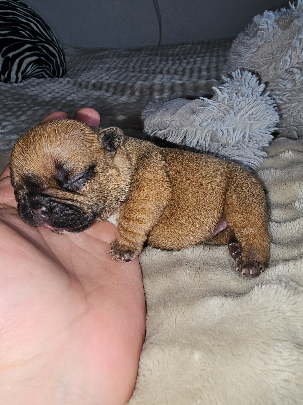 Du Domaine De Pharock - Chiots disponibles - Bouledogue français