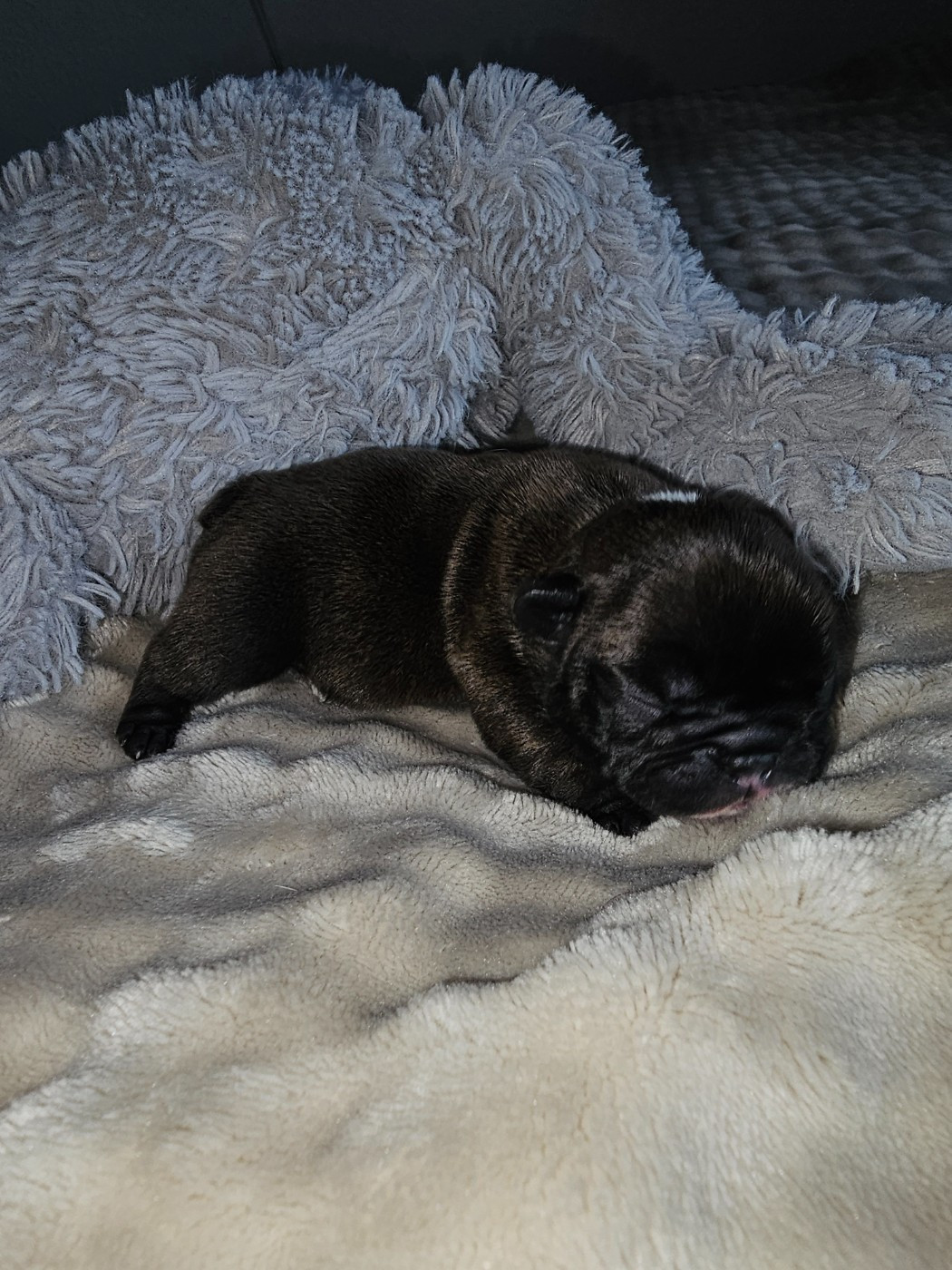 Du Domaine De Pharock - Chiots disponibles - Bouledogue français