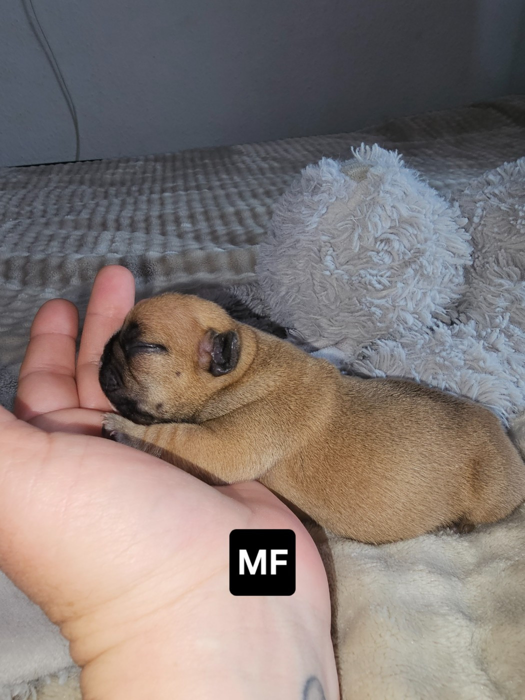 Du Domaine De Pharock - Chiots disponibles - Bouledogue français
