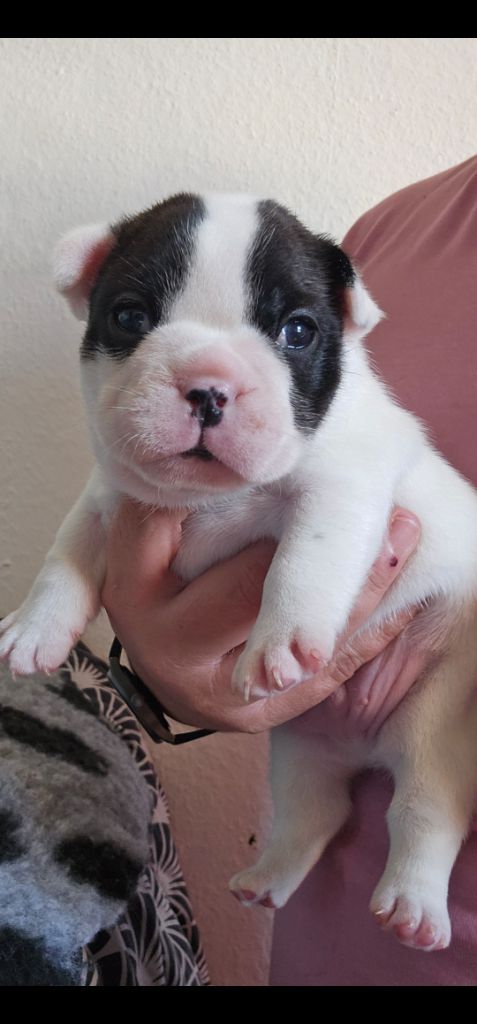 Du Domaine De Pharock - Chiots disponibles - Bouledogue français